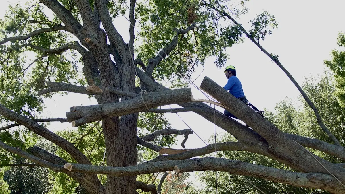 Professional Crown Thinning performed by certified arborists in Berryton